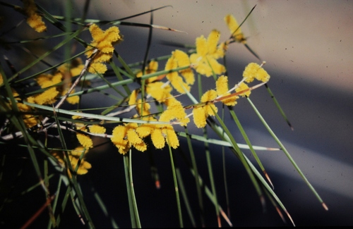Acacia acuminata