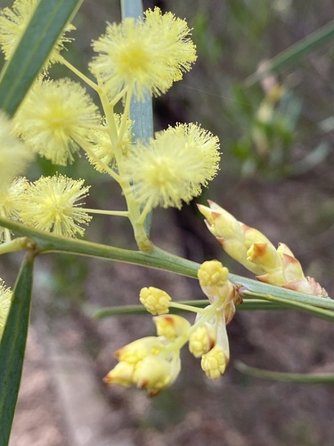 Acacia iteaphylla