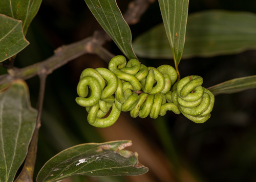 Acacia mangium
