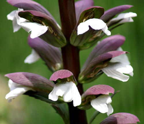 Acanthus mollis