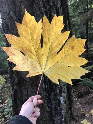 Acer macrophyllum