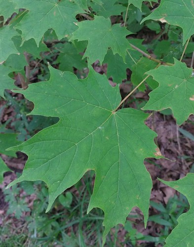 Acer saccharum