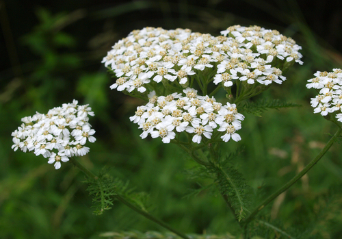 Achillea millefolium