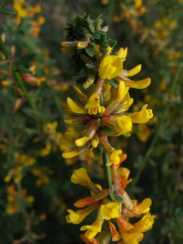 Acmispon glaber