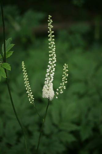 Actaea racemosa