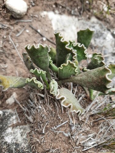 Adromischus cristatus