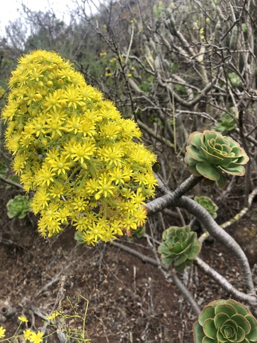 Aeonium arboreum