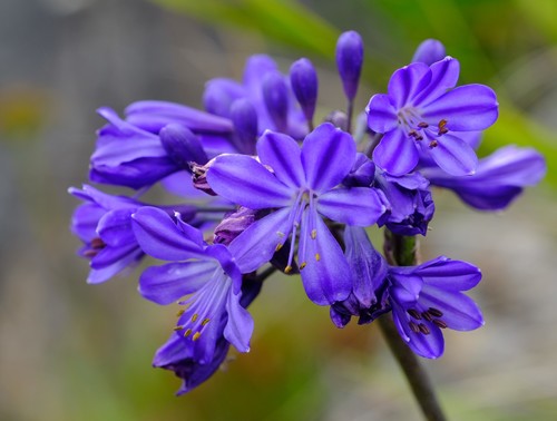 Agapanthus africanus