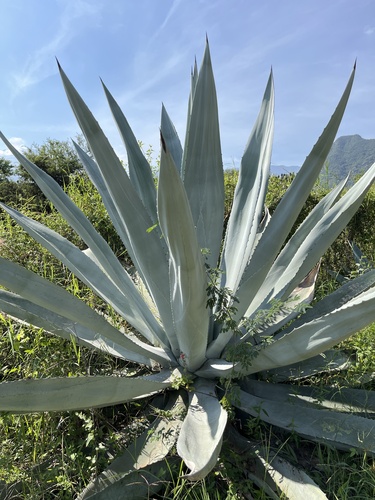 Agave americana