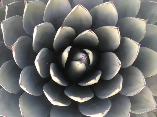 Agave parryi