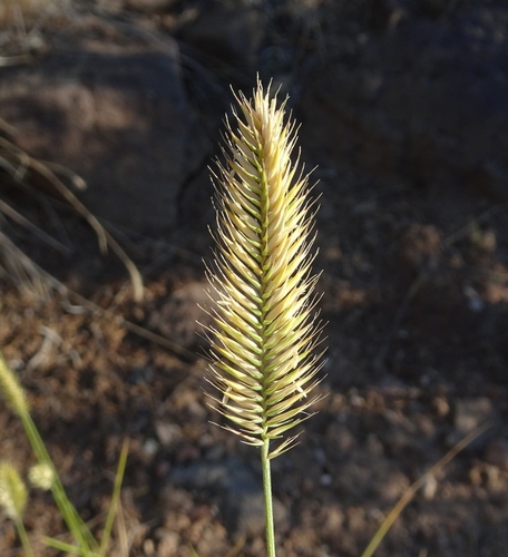 Agropyron cristatum