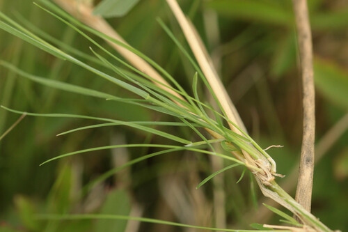 Agrostis canina