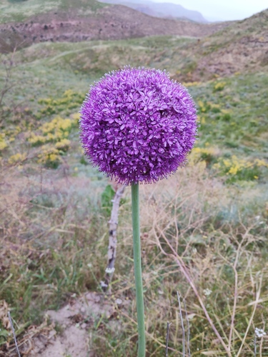 Allium giganteum