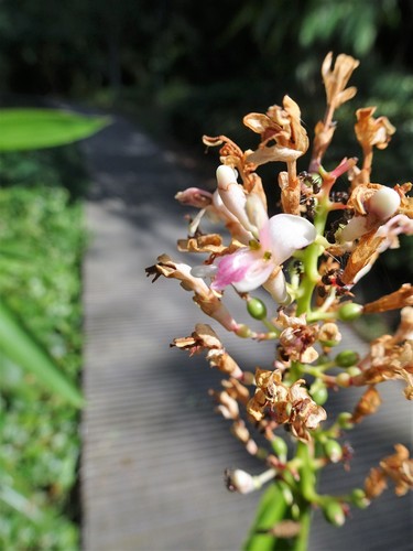 Alpinia aquatica