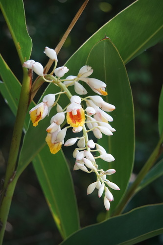 Alpinia zerumbet