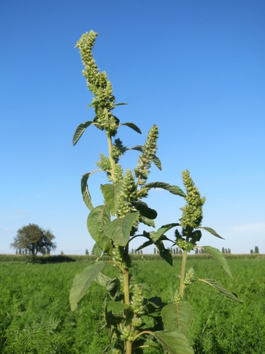 Amaranthus retroflexus