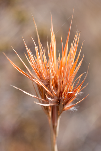 Andropogon glomeratus