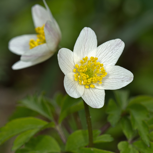 Anemonoides nemorosa