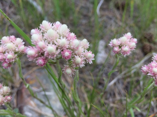 Antennaria rosea