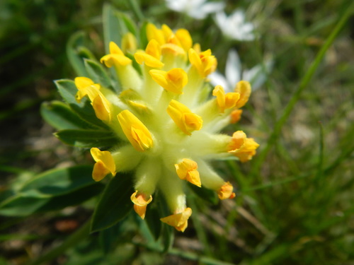 Anthyllis vulneraria