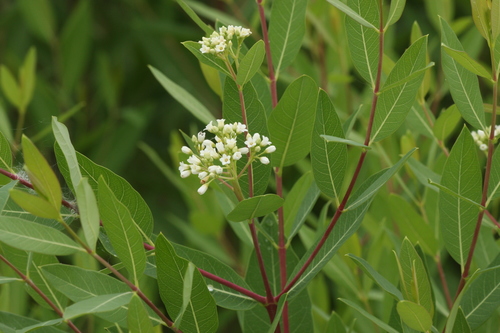 Apocynum cannabinum