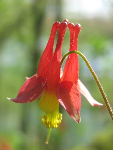 Aquilegia canadensis