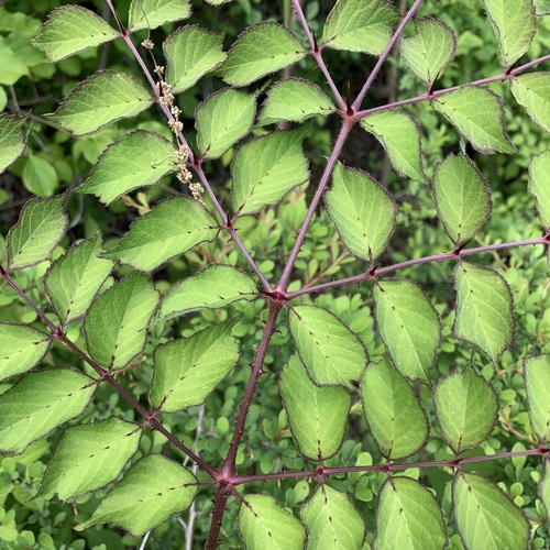 Aralia elata