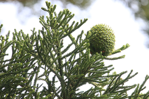 Araucaria cunninghamii