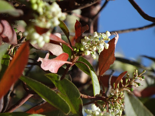 Arbutus xalapensis