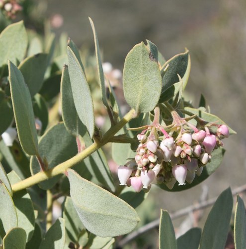 Arctostaphylos glandulosa
