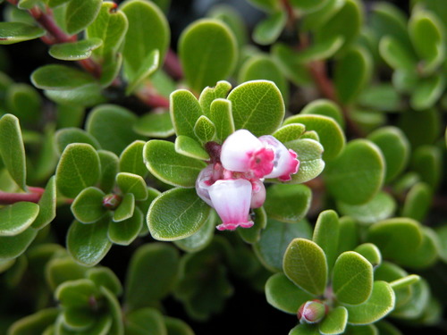Arctostaphylos uva-ursi