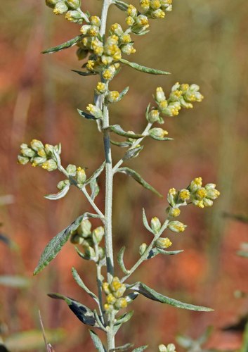Artemisia ludoviciana