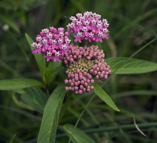 Asclepias incarnata