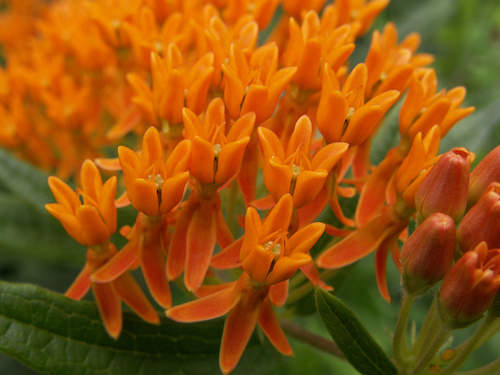 Asclepias tuberosa