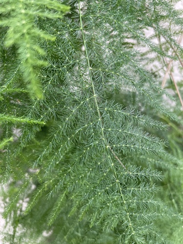 Asparagus setaceus