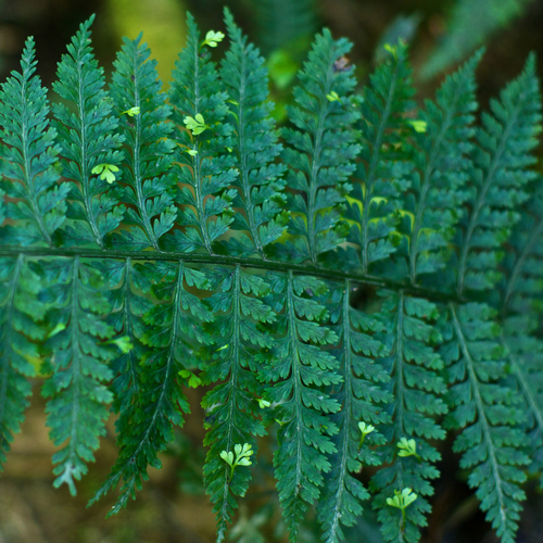 Asplenium bulbiferum