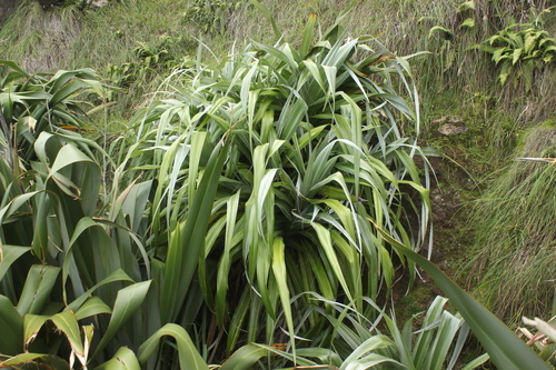 Astelia chathamica