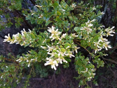 Baccharis pilularis