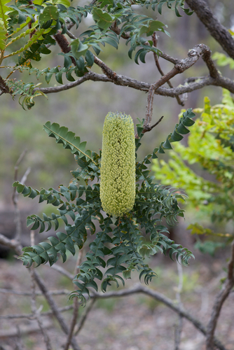 Banksia grandis
