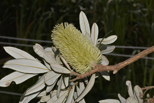 Banksia integrifolia