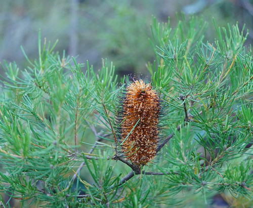 Banksia spinulosa