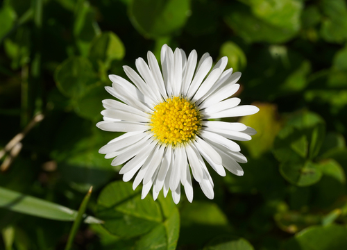 Bellis perennis