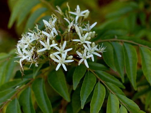 Bergera koenigii