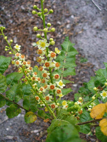 Boswellia sacra