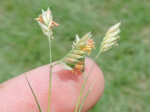 Bouteloua dactyloides