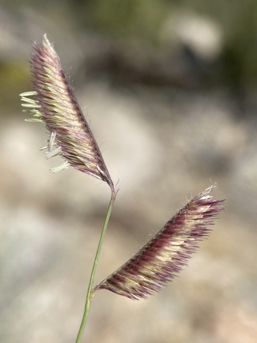 Bouteloua gracilis