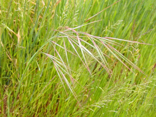 Bromus diandrus