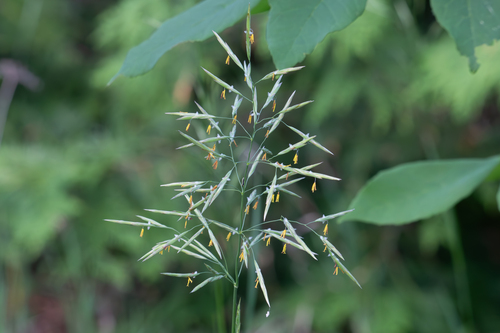 Bromus inermis