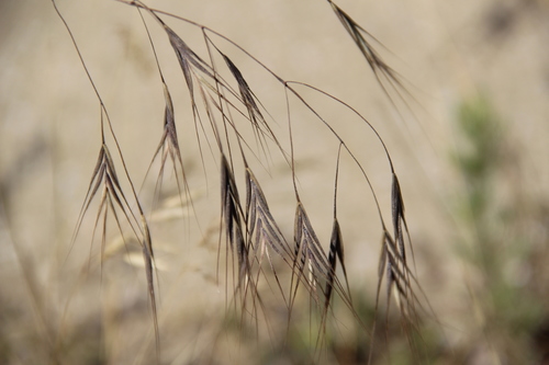 Bromus sterilis