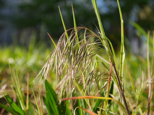 Bromus tectorum